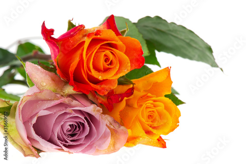 Bouquet roses in various colors