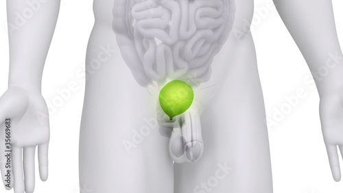 Bladder and urogenital organs anatomy in loop photo