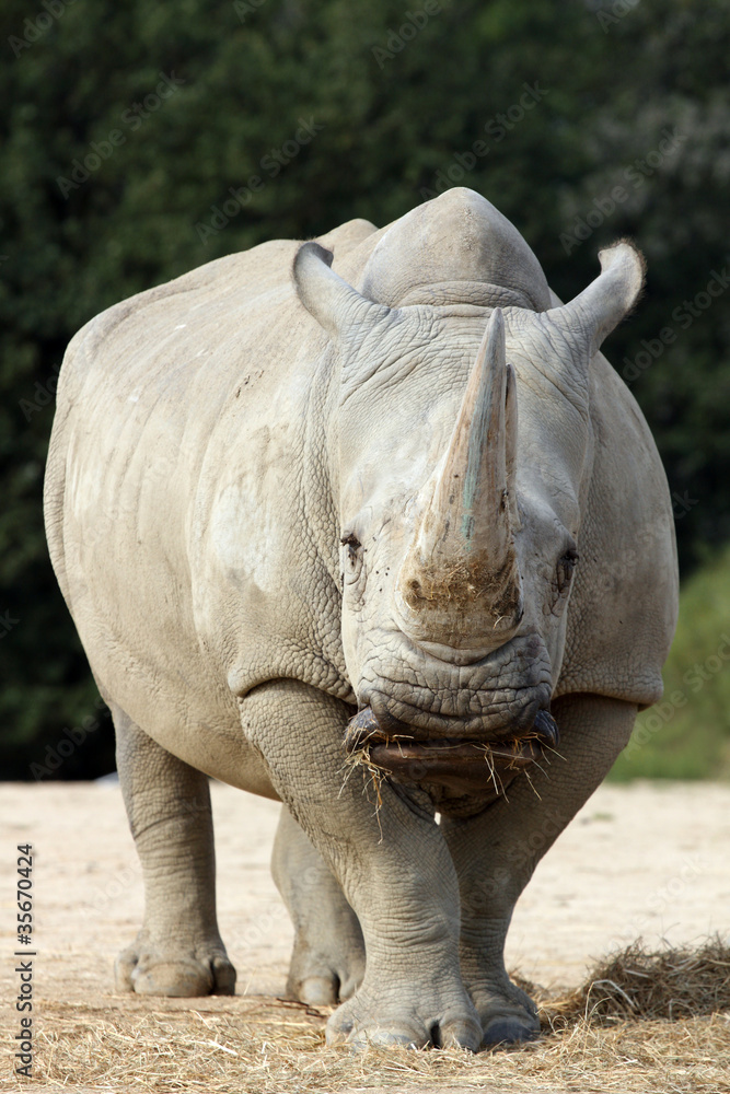 Naklejka premium Rhinoceros