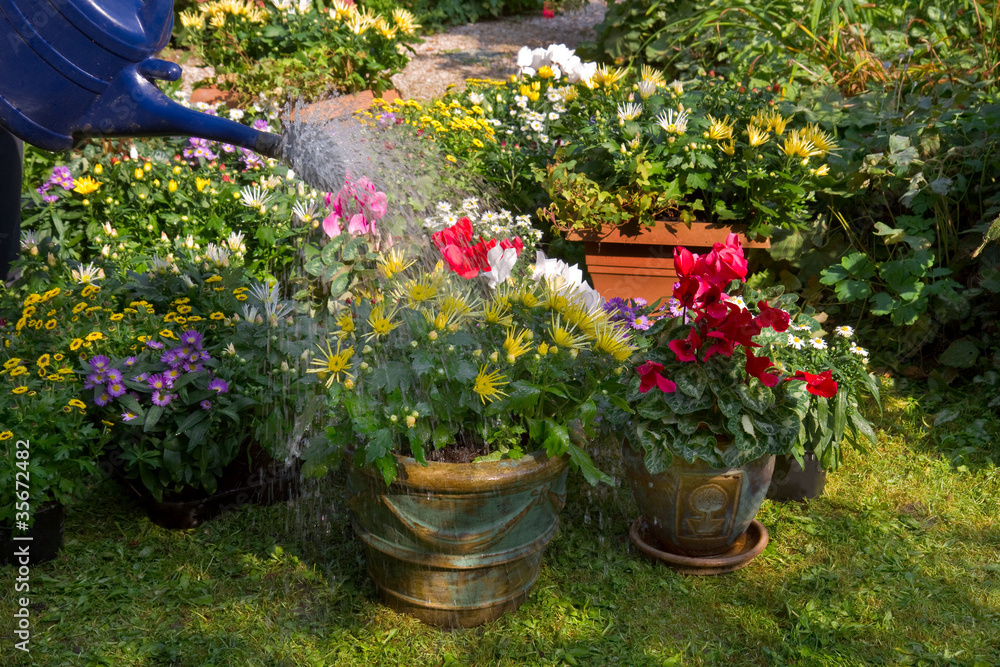 Naklejka premium Podlewanie doniczek nowymi roślinami