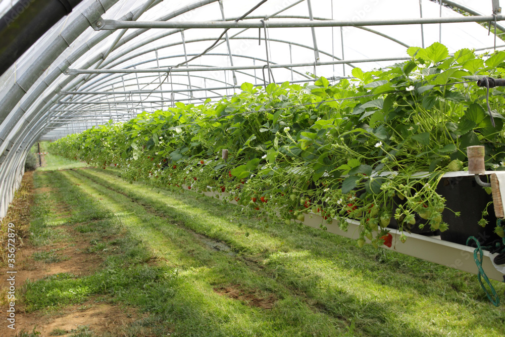 culture in a greenhouse strawberry and strawberries