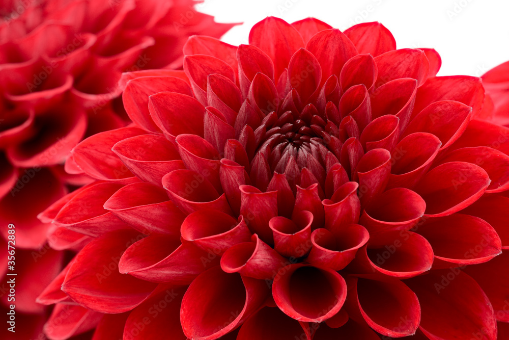 Red chrysanthemum flower head Red chrysanthemum flower head