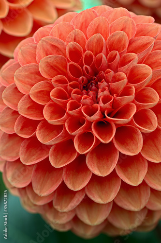 Fototapeta Naklejka Na Ścianę i Meble -  Crimson chrysanthemum flower head