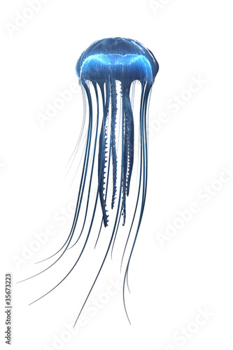 deep sea jellyfish isolated on white