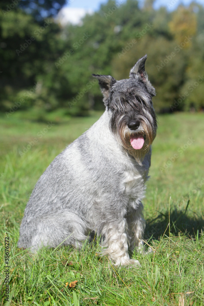 Schnauzer sits on green grass