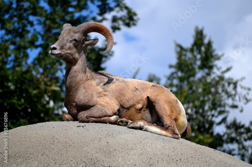 Proud Mountain Goat photo