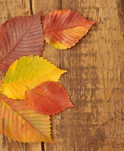 yellow autumn leaves on old wood  background