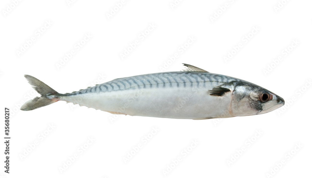 Fresh mackerel fish isolated on the white background Fresh mackerel fish isolated on the white background