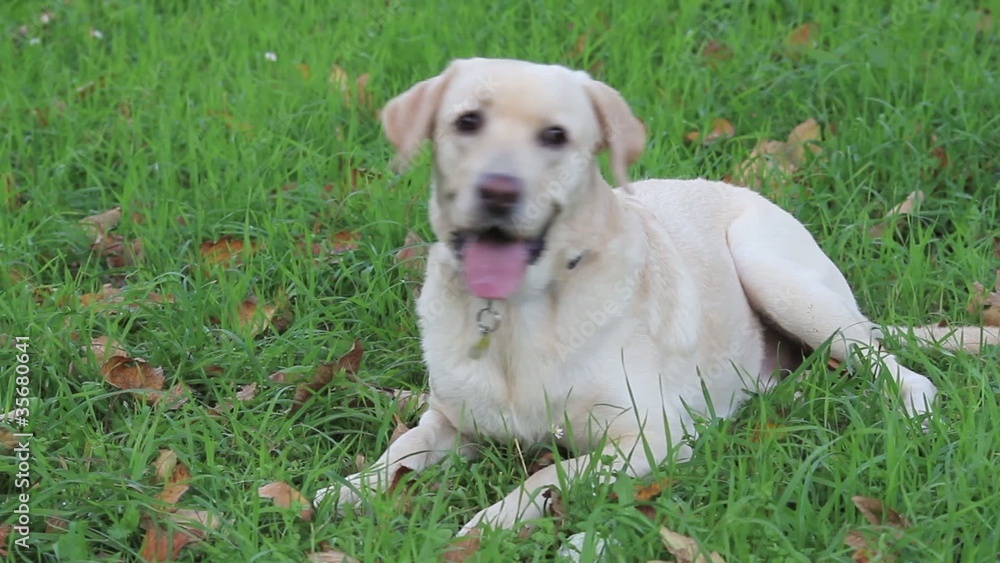 labrador retriever labrador retriever