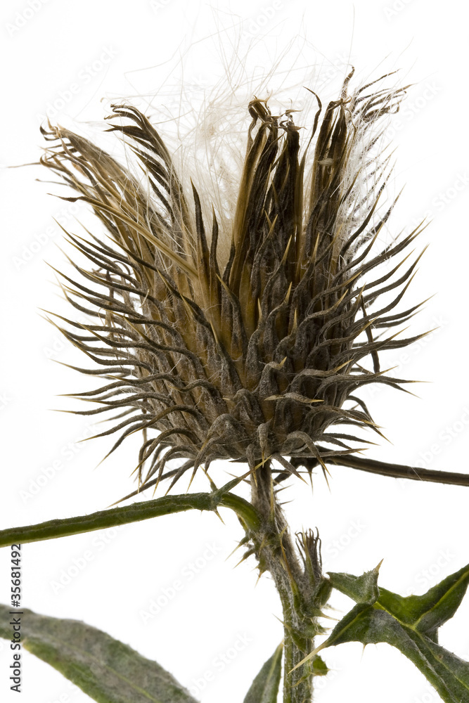 Fototapeta premium Distel makro freigestellt