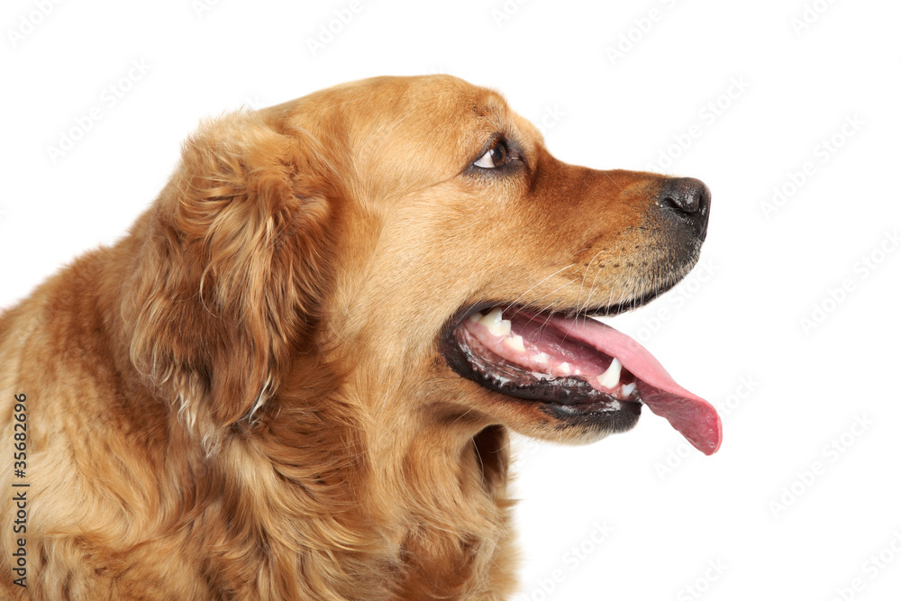Golden Retriever dog portrait. Side view