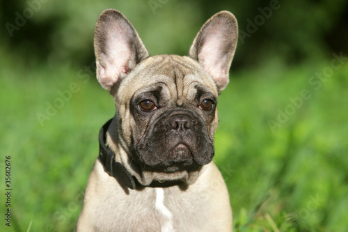 French Bulldog puppy in grass © jagodka