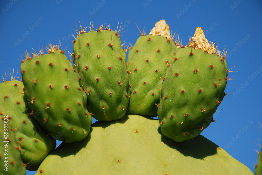 Prickly pear cactus, Halki, Greece Prickly pear cactus, Halki, Greece
