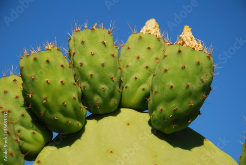 Prickly pear cactus  Halki  Greece