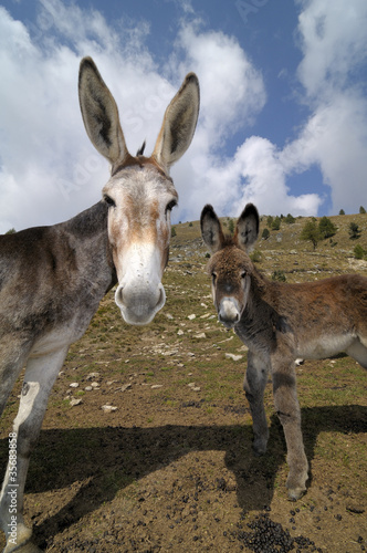 2 donkeys , Equus africanus asinus
