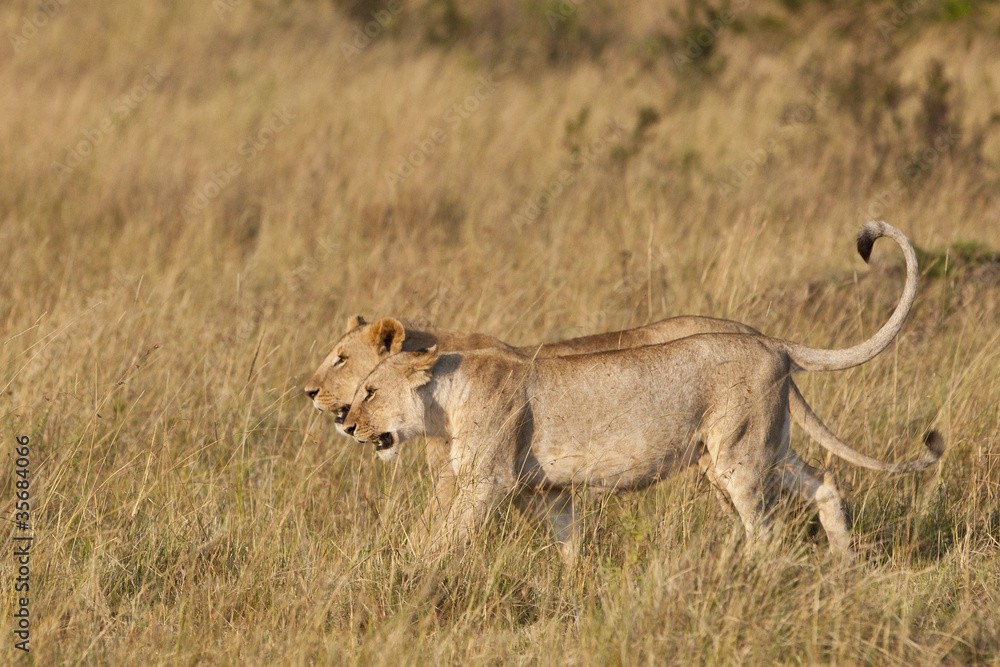 Lions in the Maasai Mara National Park, Kenya Lions in the Maasai Mara National Park, Kenya