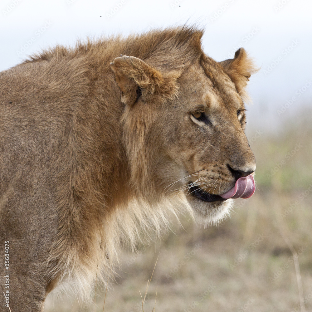 Male African Lion in the Maasai Mara, Kenya Male African Lion in the Maasai Mara, Kenya