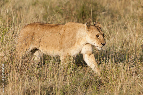 African Lioness in the Maasai Mara  Kenya
