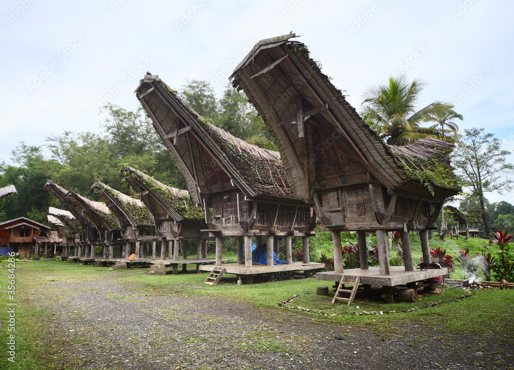Fototapeta premium Toraja