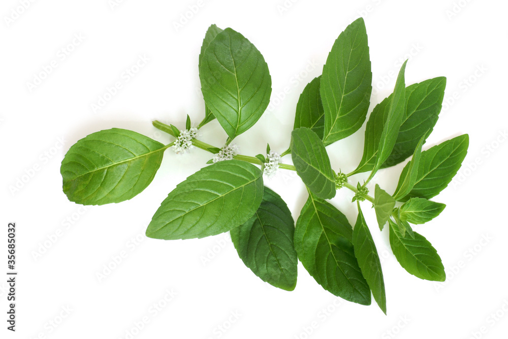 Obraz premium Fresh mint leaves