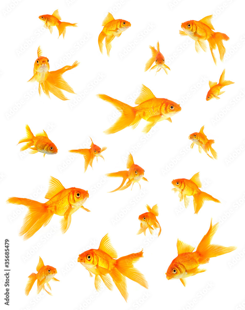 Goldfish Goldfish