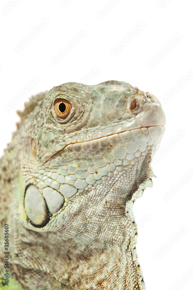 Obraz premium green iguana