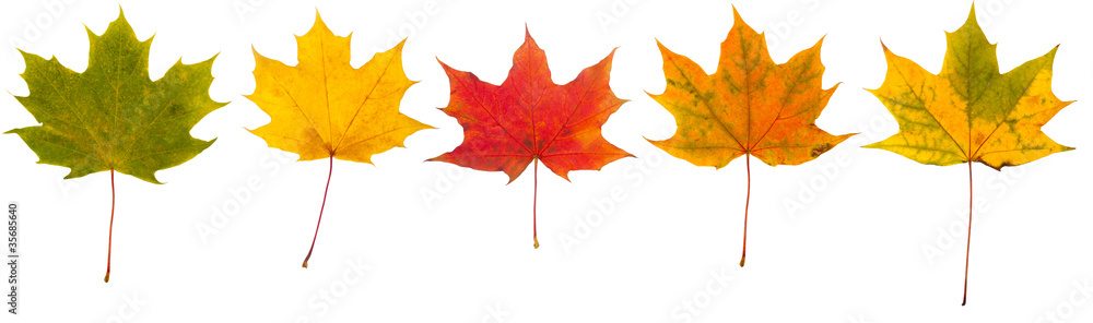 Autumn leaves collection isolated on white background Autumn leaves collection isolated on white background