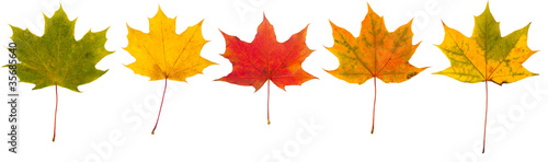 Autumn leaves collection isolated on white background