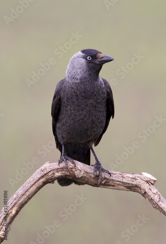 Beautiful Jackdaw bird sitting