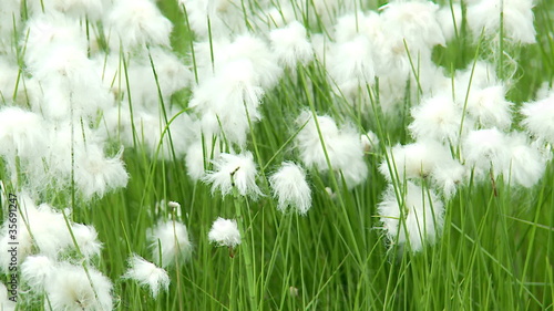 cotton grass in Siberia photo