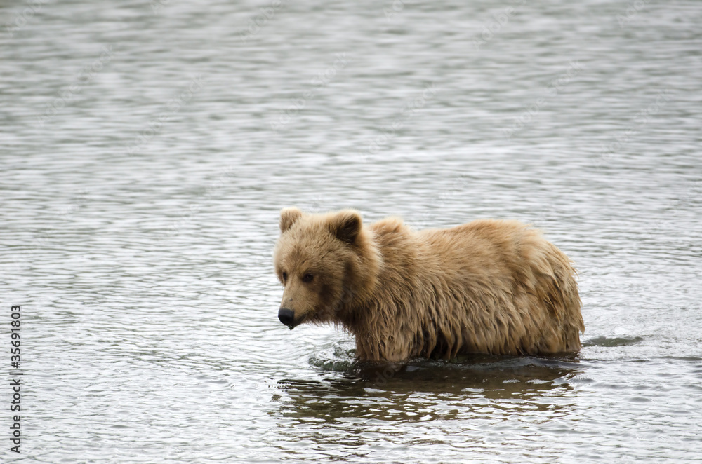 Alaskan brown bear swimming in a pond