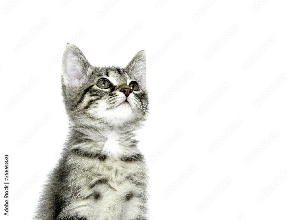 Fototapeta premium Cute tabby kitten on white background