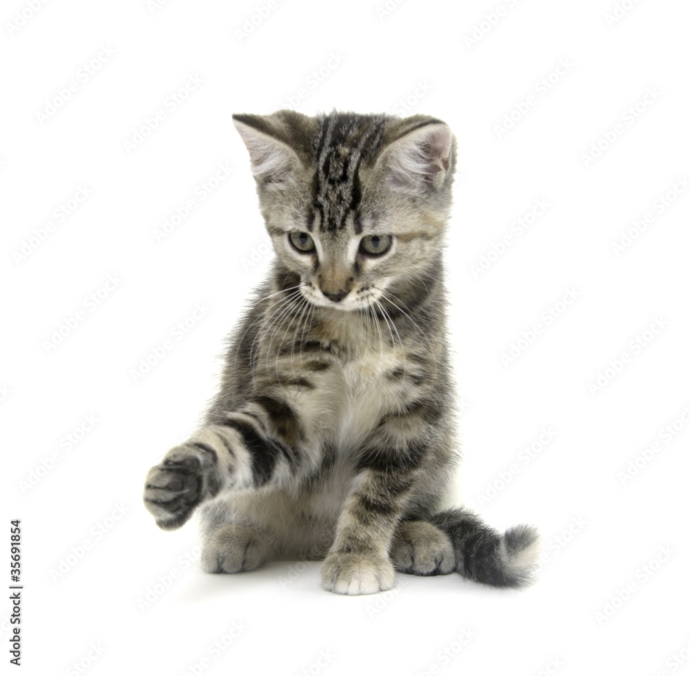 Cute tabby kitten on white background Cute tabby kitten on white background