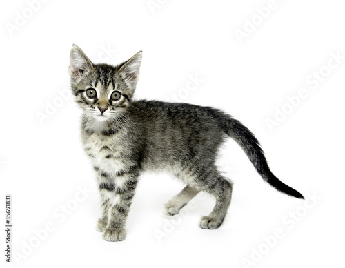 Fototapeta Naklejka Na Ścianę i Meble -  Cute tabby kitten on white background