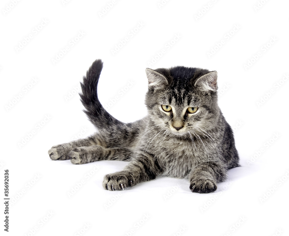 Fototapeta premium Tabby kitten on white background