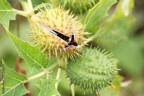 Konstfotografi gemeiner stechapfel