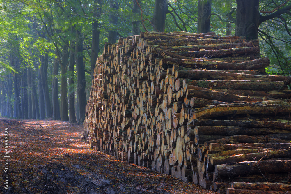 Pile of wood next to a path through a beech forest
