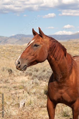Fototapeta Naklejka Na Ścianę i Meble -  Chestnut Horse in the Valley