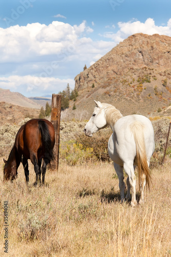 Pair of Horses in Pasture