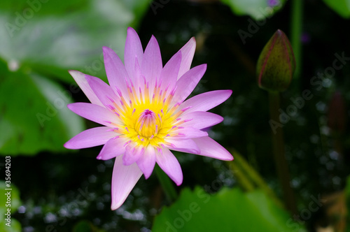 Pink lotus flower in the pool, Thailand