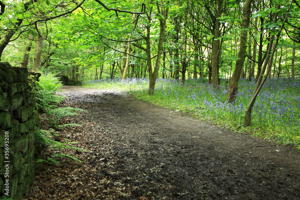 Fototapeta premium Bluebells in the woods