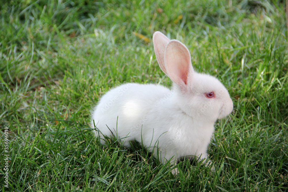 cute little white rabbit and green grass cute little white rabbit and green grass