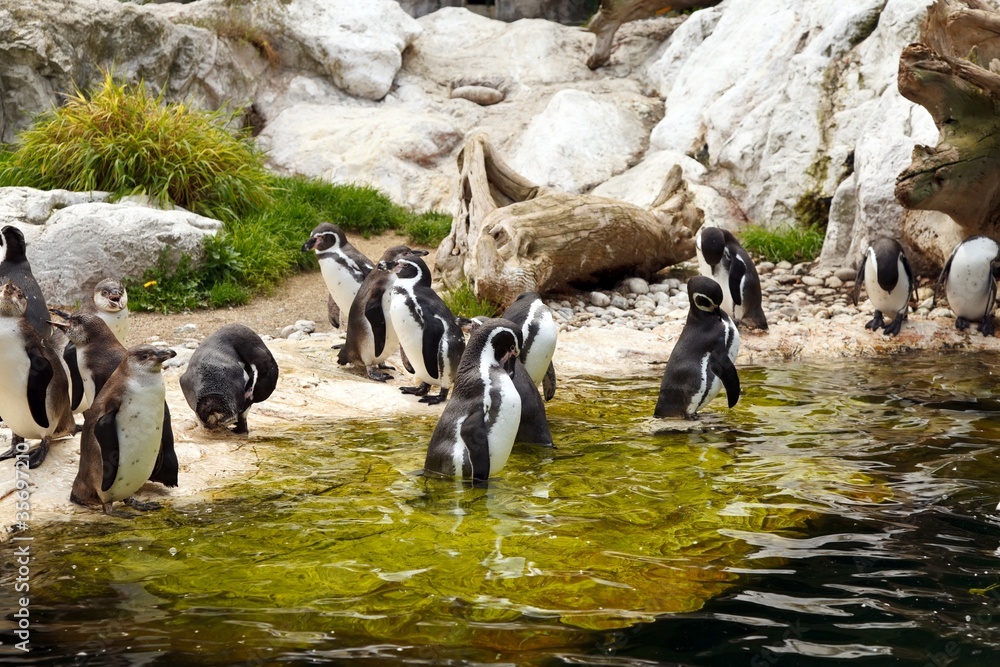 Naklejka premium Penguins