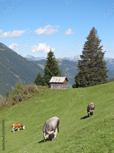 Grasende Kühe auf einer Bergweide