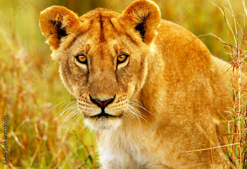 Beautiful wild african lioness photo