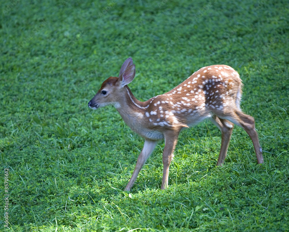 Downhill fawn Downhill fawn