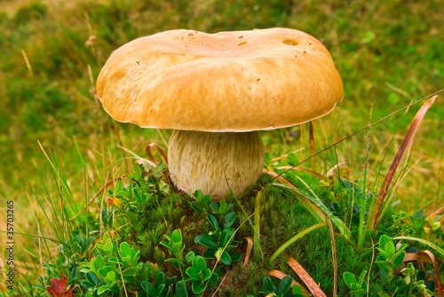 beautiful mushroom in a forest