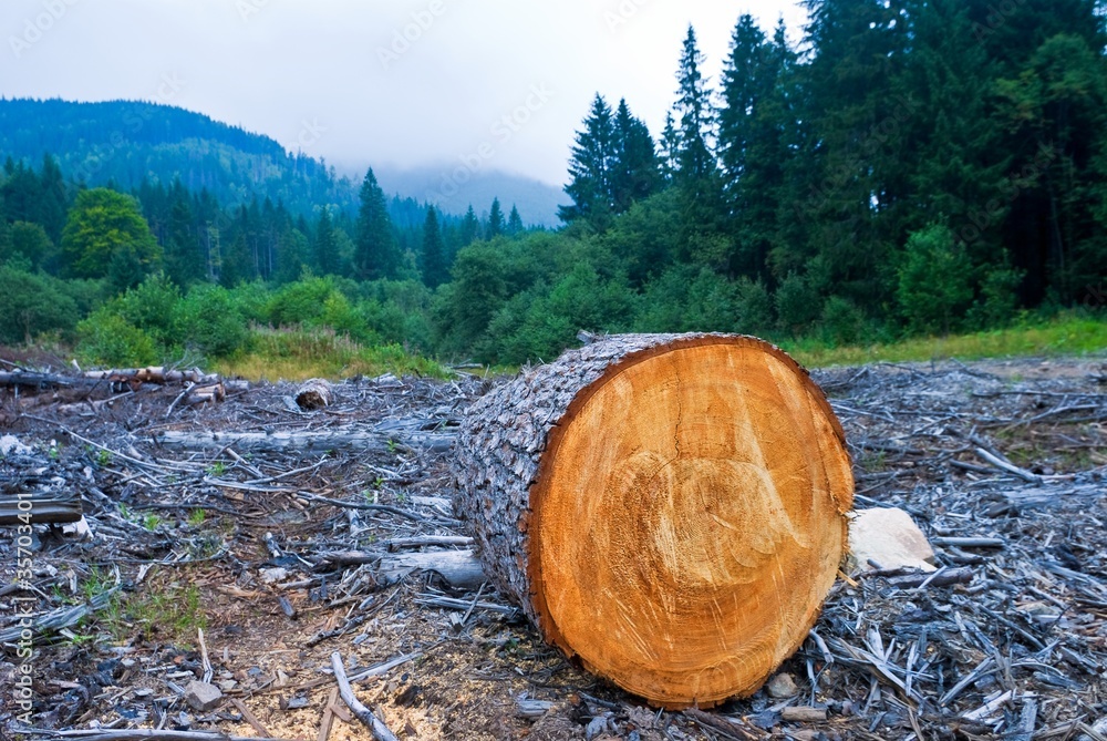 pine log on a forest glade