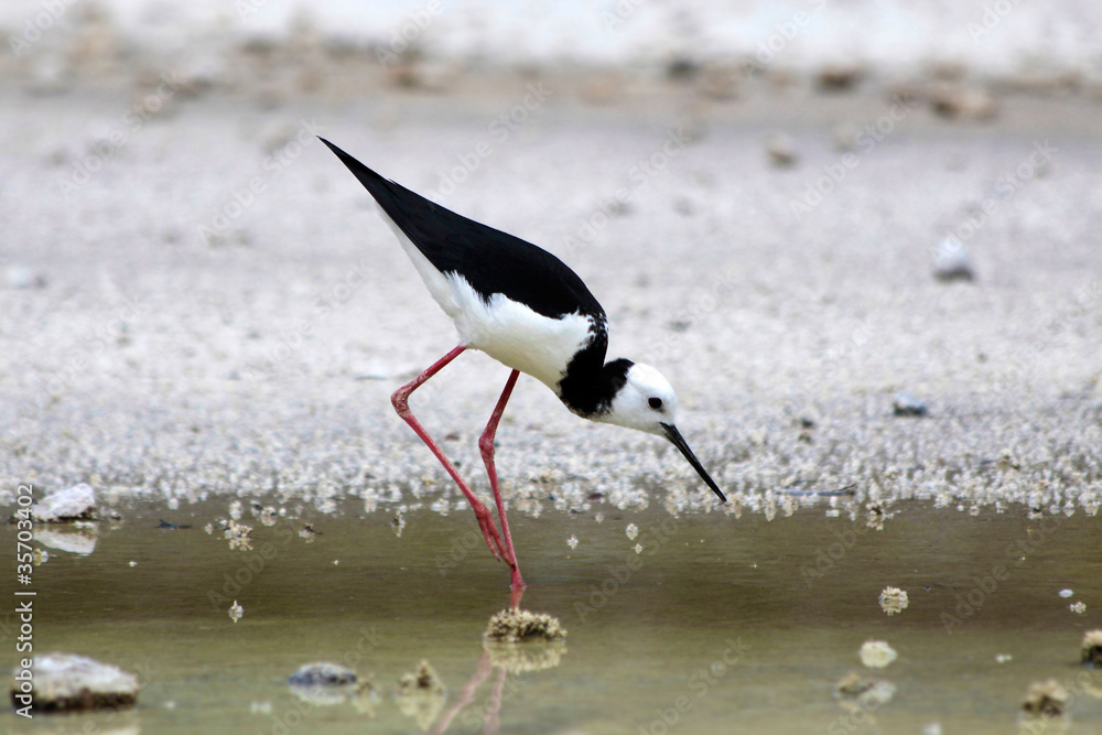 Fototapeta premium Stelzenläufer (Himantopus himantopus)