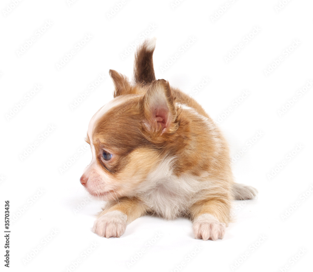 Obraz premium portrait of a cute purebred puppy chihuahua in front of white ba